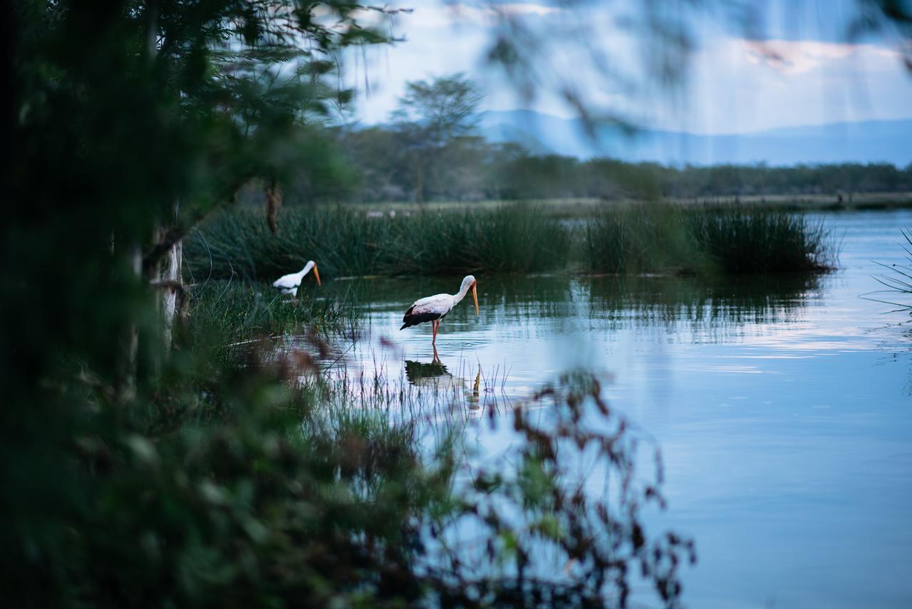 Sirville Lake Elementaita Lodge Gilgil Extérieur photo