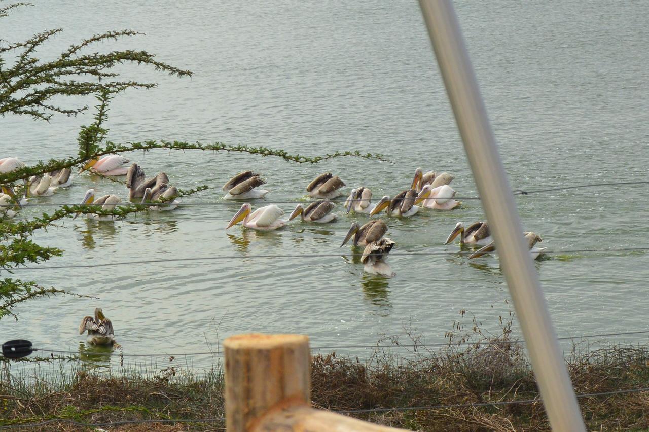 Sirville Lake Elementaita Lodge Gilgil Extérieur photo